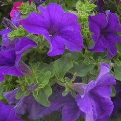 Surfinia® Giant Blue Petunia Plant
