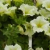 Surfinia® Lime Petunia Plant -Annual Plants Popular Shop petunia plant surfinia trailing lime 983 detail