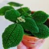 Pilea Friendship -Annual Plants Popular Shop pilea friendship plants 1888 detail
