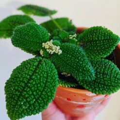 Pilea Friendship