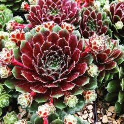Pilioseum Sempervivum (Hens And Chicks)