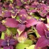 Pineapple Beauty Coleus Plant 1 Pineapple Beauty Coleus Plant -Annual Plants Popular Shop pineapple beauty coleus 23 detail