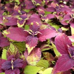 Pineapple Beauty Coleus Plant