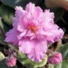 Pink Bicolor African Violet 1 Pink Bicolor African Violet -Annual Plants Popular Shop pink african violet plant 720 detail