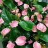 Pink Anthurium -Annual Plants Popular Shop pink anthurium plants 2175 detail
