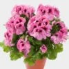 Aristo® Pink Regal Geranium Plant -Annual Plants Popular Shop pink aristo regal geranium plant 251 detail