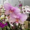 Pink Veined Phalaenopsis Orchid 1 Pink Veined Phalaenopsis Orchid -Annual Plants Popular Shop pink veined phalaenopsis orchid plant 2 173 detail