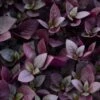 Plum Dandy™ Alternanthera Plant 1 Plum Dandy™ Alternanthera Plant -Annual Plants Popular Shop plum dandy alternathera plants 1832 detail