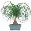 Ponytail Palm -Annual Plants Popular Shop ponytail palm plant 407 detail