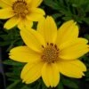 Popstar Bidens Plant -Annual Plants Popular Shop popstar bidens plant 819 detail