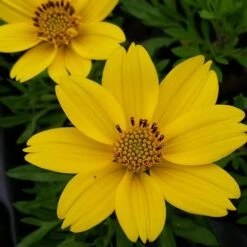 Popstar Bidens Plant