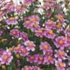 Pretty In Pink™ Bidens Plant -Annual Plants Popular Shop pretty in pink bidens plant 1105 detail