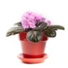 Pretty Pink African Violet 2 Pretty Pink African Violet -Annual Plants Popular Shop pretty pink african violet plant 2351 detail