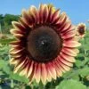 ProCut® Plum Sunflower 2 ProCut® Plum Sunflower -Annual Plants Popular Shop procut plum sunflower plant 954 detail