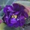 Purple African Violet -Annual Plants Popular Shop purple african violet houseplant 526 detail