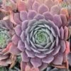 Purple Beauty Sempervivum (Hens And Chicks) -Annual Plants Popular Shop purple beauty sempervivum plant 166 detail