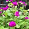 Purple Buddy Gomphrena Plant -Annual Plants Popular Shop purple buddy gomphrena plant 1030 detail