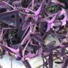 Purple Heart Setcreasea -Annual Plants Popular Shop purple heart setcreasea wandering jew plant 57 detail