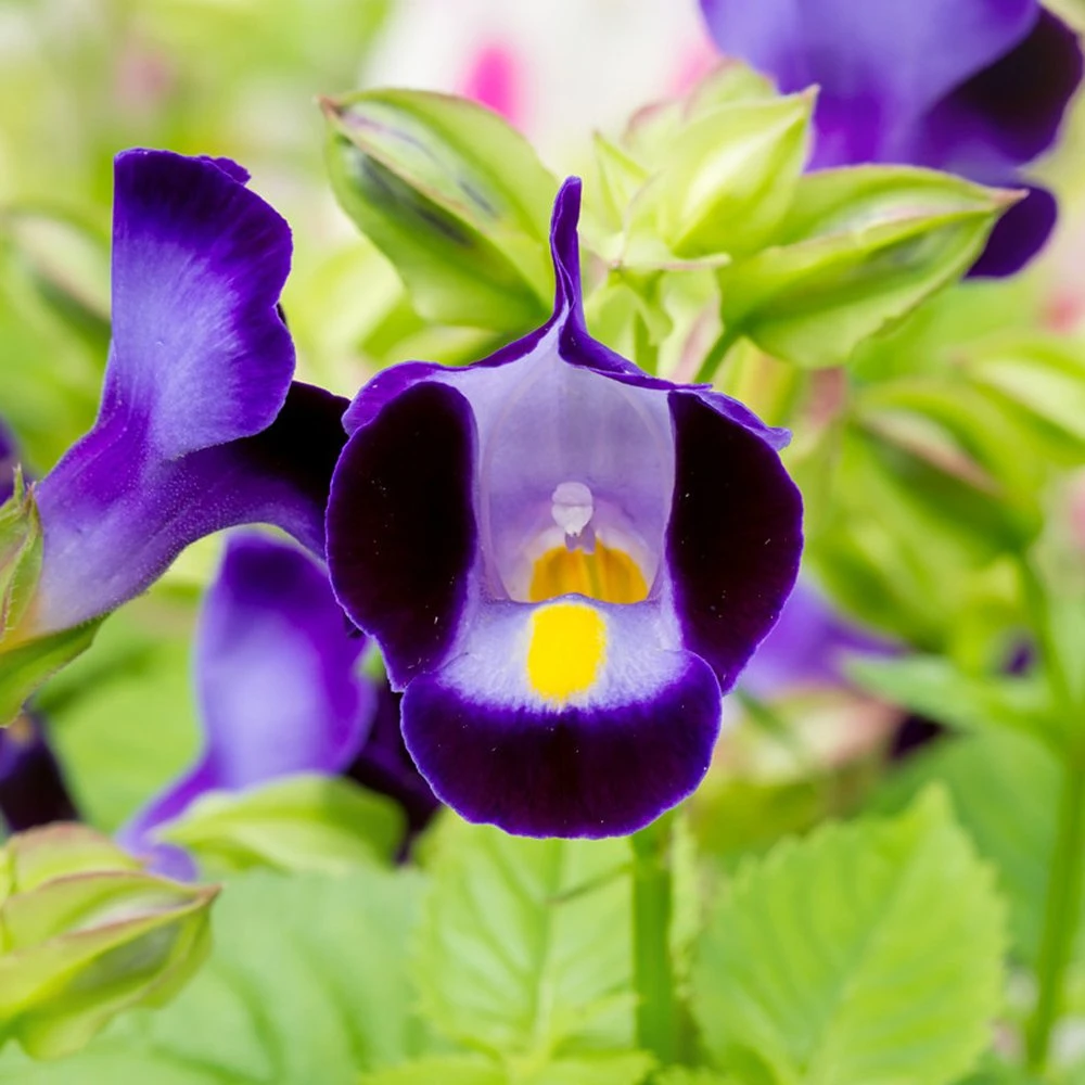 Purple Moon Torenia 3 Purple Moon Torenia