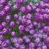 Purple Stream™ Lobularia Plant -Annual Plants Popular Shop purple stream lobularia plant 647 detail