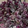 Purple Tongue Setcreasea -Annual Plants Popular Shop purple tongue wandering jew plant 1611 detail