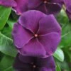 Quasar Deep Space Blue Catharanthus -Annual Plants Popular Shop quasar deep space blue vinca plant 1867 detail