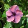 Quasar Plum Swirl Catharanthus -Annual Plants Popular Shop quasar plum swirl vinca plant 956 detail