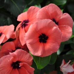 Quasar Salmon Target Catharanthus