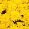 Radiant Igloo Perennial Mum Plant -Annual Plants Popular Shop radiant igloo perennial mum plant 385 general