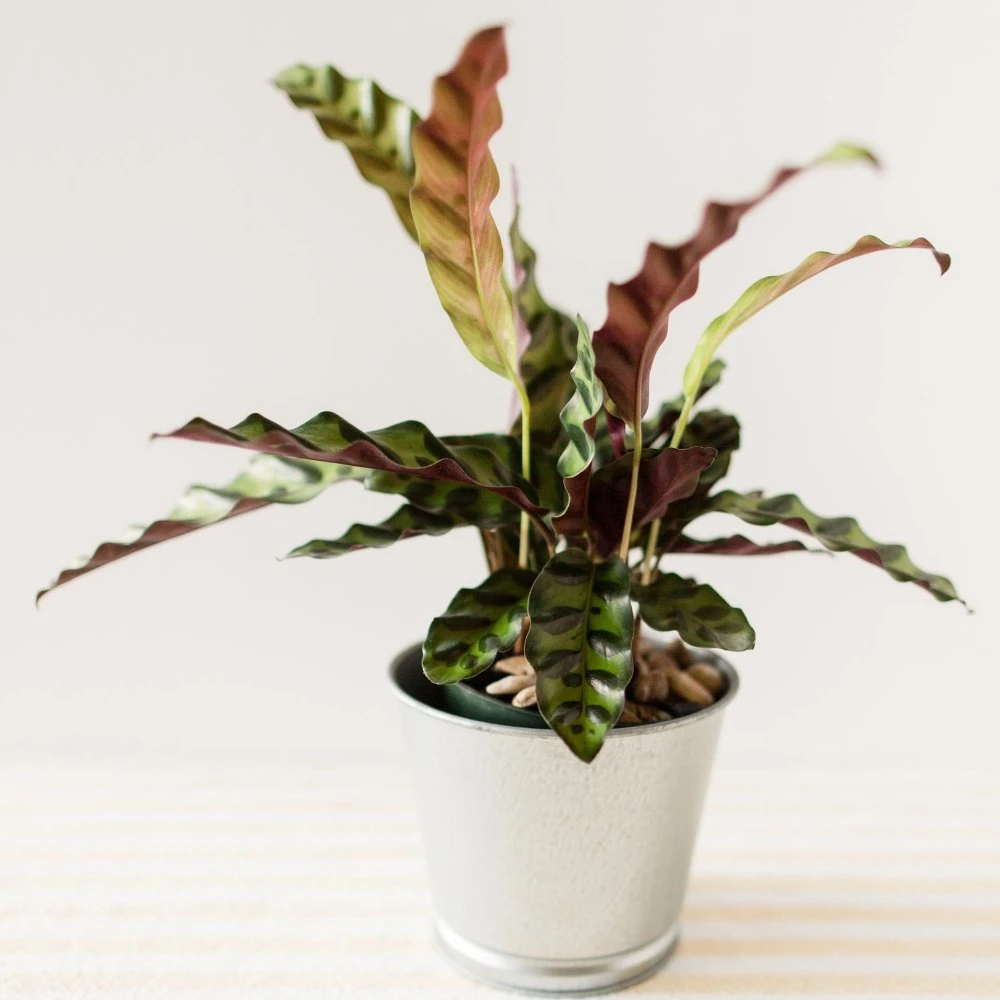 Calathea Lancifolia 3 Calathea Lancifolia