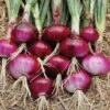 Red Burgundy Onion -Annual Plants Popular Shop red burgundy onion plants 390 detail