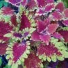 Red Planet Coleus Plant -Annual Plants Popular Shop red planet coleus 430 detail