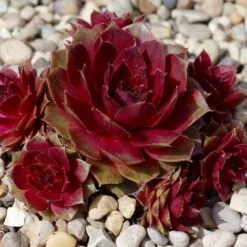 Red Rubin Sempervivum (Hens And Chicks)