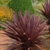 Red Sensation Cordyline -Annual Plants Popular Shop red sensation cordyline plant 1186 detail
