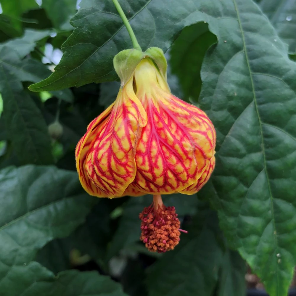 Red Tiger Abutilon 3 Red Tiger Abutilon