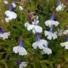 Regatta Trailing Blue Splash Lobelia 1 Regatta Trailing Blue Splash Lobelia -Annual Plants Popular Shop regatta trailing blue splash lobelia plant 815 detail