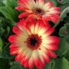 Revolution™ Bicolor Red Lemon Gerbera -Annual Plants Popular Shop revolution bicolor red lemon gerbera 268 detail