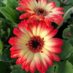Revolution™ Bicolor Red Lemon Gerbera