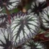 Fireworks Rex Begonia Plant 2 Fireworks Rex Begonia Plant -Annual Plants Popular Shop rex begonia plant 1689 detail