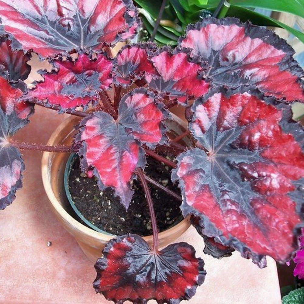 Harmony's Red Robin Rex Begonia Plant 3 Harmony's Red Robin Rex Begonia Plant