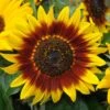 Ring Of Fire Sunflower 2 Ring Of Fire Sunflower -Annual Plants Popular Shop ring of fire sunflower plant 2319 detail