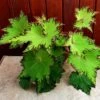 River Nile Rex Begonia Plant -Annual Plants Popular Shop river nile rex begonia plant 403 detail