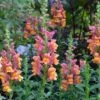 Rocket Bronze Snapdragon -Annual Plants Popular Shop rocket bronze snapdragon plant 977 detail