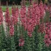 Rocket Rose Shades Snapdragon -Annual Plants Popular Shop rocket rose shades snapdragon plant 1702 detail