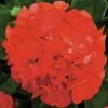 Rocky Mountain™ Orange Zonal Geranium Plant 2 Rocky Mountain™ Orange Zonal Geranium Plant -Annual Plants Popular Shop rocky mountain orange geranium plant 1800 detail