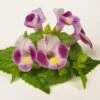 Rose Moon Torenia -Annual Plants Popular Shop rose moon torenia plant 1590 detail