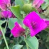 Royal Purple Bougainvillea Plant 1 Royal Purple Bougainvillea Plant -Annual Plants Popular Shop royal purple bougainvillea plant 1199 detail