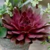 Royal Ruby Sempervivum (Hens And Chicks) -Annual Plants Popular Shop royal ruby sempervivum plant 1781 detail