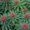 Rudolph Euphorbia Plant (Leafy Spurge) -Annual Plants Popular Shop rudolph euphorbia plant 873 detail