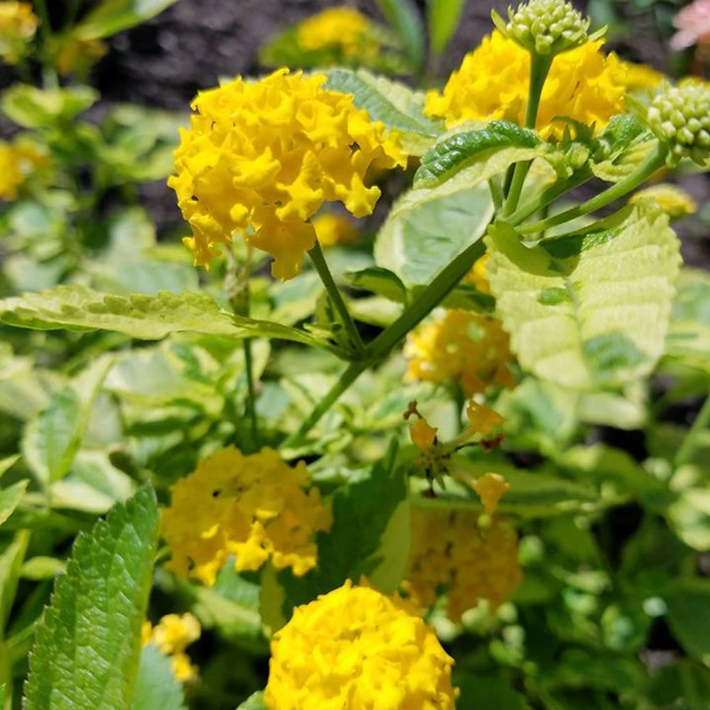 Samantha Lantana Plant 3 Samantha Lantana Plant